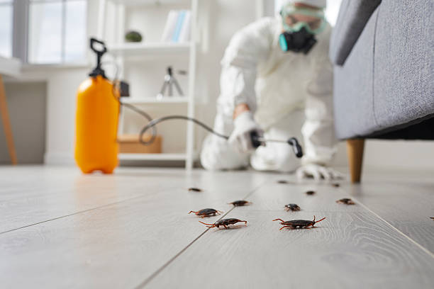 Commercial Kitchen Cockroach Control in Goodman